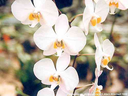Phalaenopsis philippinensis